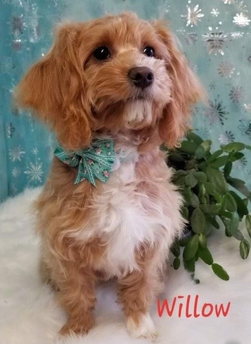 Front view of a wavy, soft looking red and white dog with long drop ears, a black nose and dark eyes sitting down in front of a teal-blue backdrop and next to a rubber plant